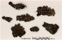 藏品(藍腹亞鈴孢衣)的圖片